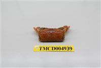 藏品(短身大眼蟹)的圖片